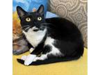 Adopt Diamond a Domestic Short Hair