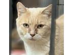 Adopt Tarot a Domestic Short Hair