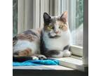 Adopt Yennifer a Domestic Short Hair