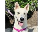 Adopt Alexa a Husky