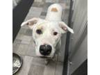 Adopt Nellie a Pit Bull Terrier, Mixed Breed