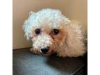 Adopt Leslie a Bichon Frise