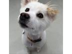 Adopt Luda a Papillon