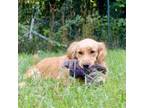 Adopt Trixee a Golden Retriever, English Shepherd