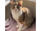 Adopt Delilah a Domestic Short Hair