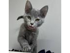 Adopt Tilly a Domestic Short Hair