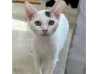 Adopt Zhen a Domestic Short Hair
