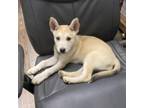 Adopt Shelly a Husky