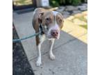 Adopt Poppy a Hound, Pit Bull Terrier