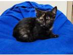 Adopt Barracuda a Domestic Short Hair