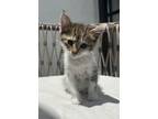 Adopt Lily a Tabby, Domestic Short Hair
