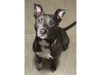 Adopt Ennis a Pit Bull Terrier, Mixed Breed