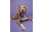 Adopt Margo a Weimaraner, Mixed Breed