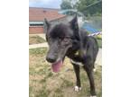 Adopt Plummette a Siberian Husky, German Shepherd Dog