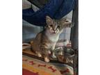 Adopt Celine a Tabby, Domestic Short Hair