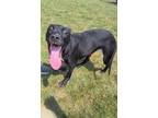 Adopt Asha Yrly 288 a Pit Bull Terrier