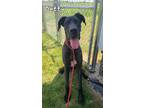 Adopt Betty Yrly 287 a Great Dane