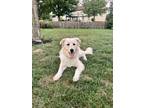 Adopt Yuri a Great Pyrenees