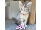 Adopt Pim a Domestic Short Hair
