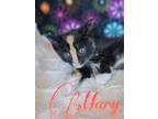 Adopt Mary a Domestic Short Hair