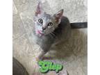 Adopt Glep a Domestic Short Hair