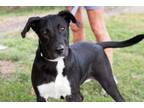 Adopt Betty a Mixed Breed