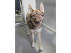 Adopt Naomi a Siberian Husky