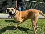 Adopt Lucie a Mastiff