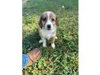 Adopt Sydney a Australian Shepherd