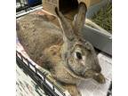 Adopt Tiramisu a American