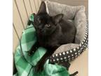 Adopt Storm a Domestic Short Hair