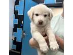 Adopt Addie a Labrador Retriever, Great Pyrenees