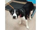Adopt Freckles a Pit Bull Terrier, Black Labrador Retriever