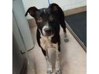 Adopt Fresa a Pit Bull Terrier, Mixed Breed