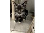Adopt Finka a Domestic Short Hair