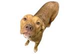 Adopt Luna a Pit Bull Terrier, Mixed Breed