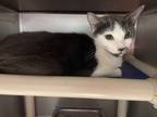 Adopt Samantha a Domestic Short Hair