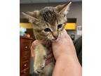 Adopt 31021 a Domestic Short Hair