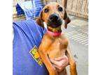 Adopt Wynter a Retriever