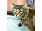 Adopt Cat Ballou a Domestic Medium Hair, Domestic Short Hair