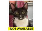 Adopt Bastet a Domestic Short Hair