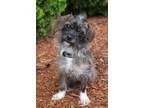 Adopt SUGAR a Terrier
