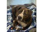 Adopt Marge (mcas) a Pit Bull Terrier