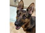 Adopt Amy (mcas) a German Shepherd Dog