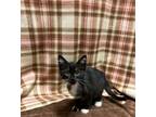 Adopt Tom a Domestic Short Hair