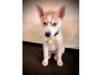 Adopt Riley a Husky
