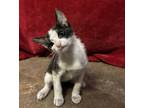 Adopt Toffee a Calico