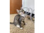 Adopt Appa @PetSmart Tigard a Tabby