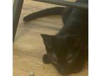 Adopt Eclipse a American Shorthair