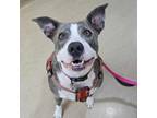 Adopt Joy a Mixed Breed